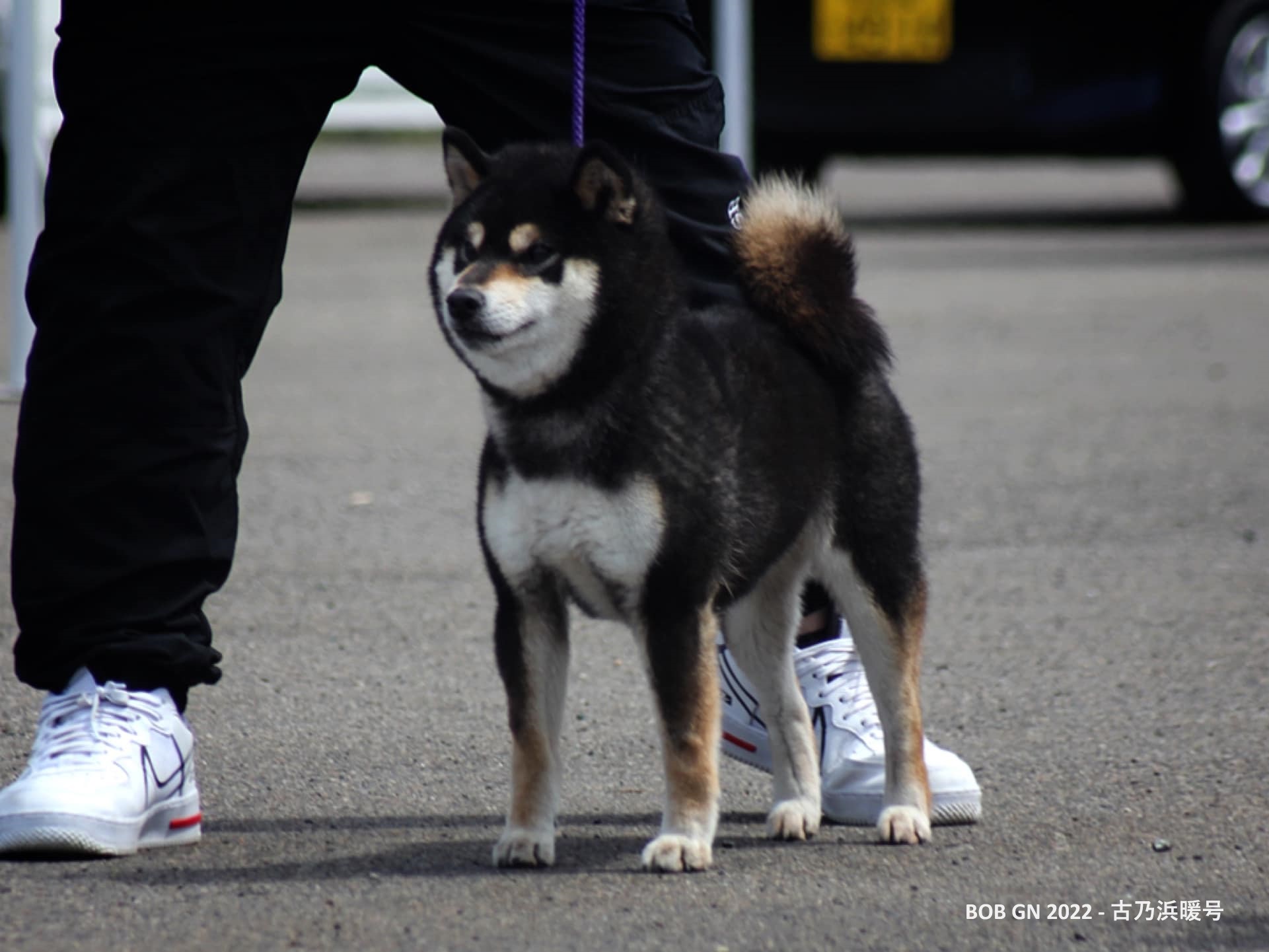 Shiba Inu Pedigree