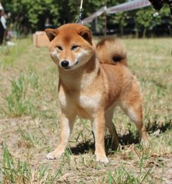 Allaikha's Amizu
