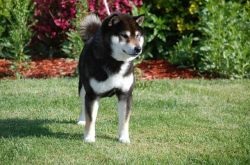 picture of dog