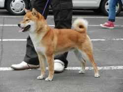 picture of dog