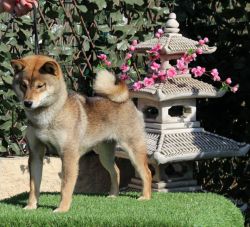 picture of dog