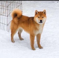Dog by girls sex in Sapporo