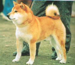 picture of dog