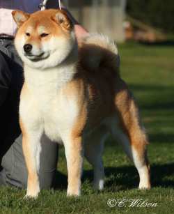 Vormund sales shiba inu