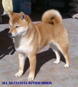 shiba hachi