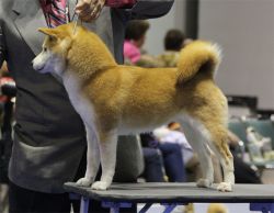 Roki shop yama shibas