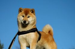 picture of dog