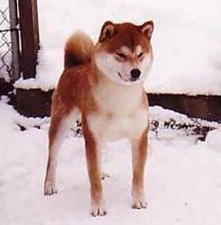 Stämmlocks Atarashii Honto