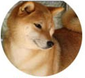 picture of dog