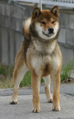 picture of dog