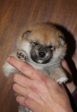 picture of dog