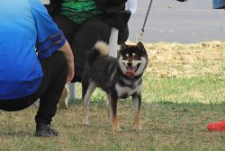 picture of dog