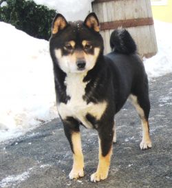 Shiba Inu Pedigree