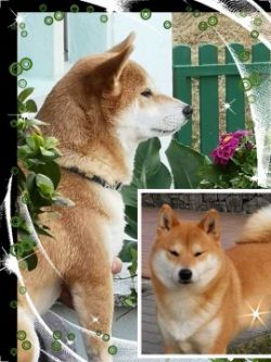 Harga anjing shiba inu