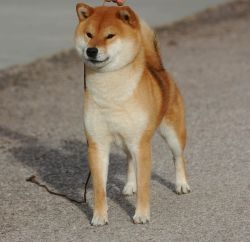 Kuro oka shop shiba inu