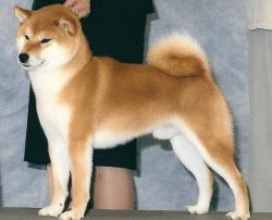 Dragon shop house shiba