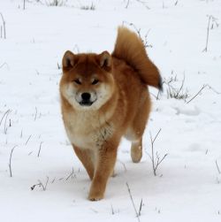 picture of dog