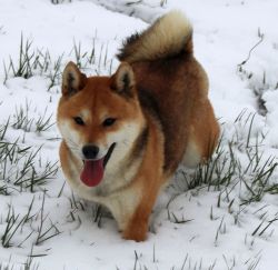 picture of dog