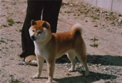 Kiyomi No Chacha Go Kiyomisou