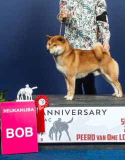 Luidruchtig voorzetsel Kers Shiba Inu Pedigree