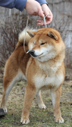 Luidruchtig voorzetsel Kers Shiba Inu Pedigree