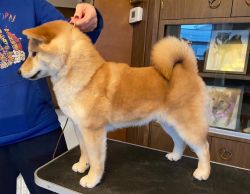 picture of dog