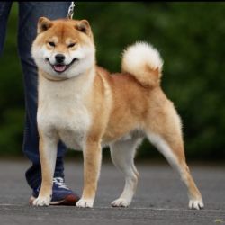 T ' KOBAYASHI GO DU CLOS DES CHTIS