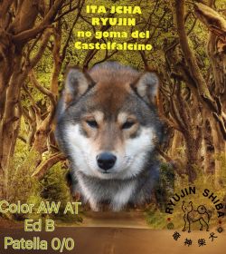 Ita inu sales