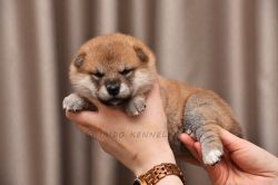 Iaido Ooka Mizuki Ryo Shishi