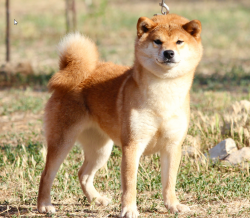 picture of dog