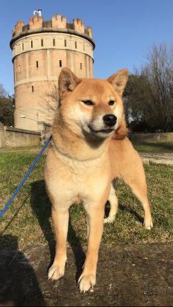 picture of dog