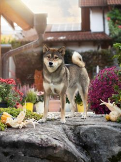 picture of dog