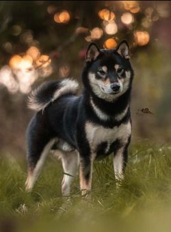 Piebald sales shiba inu
