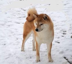 Sex of dogs in Sapporo