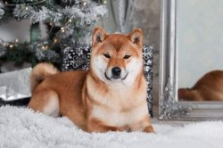 picture of dog