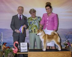 Shiba Inu Pedigree