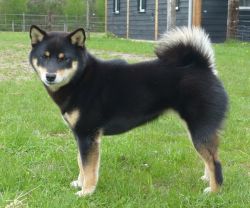 picture of dog