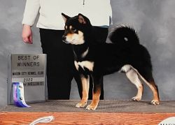 picture of dog