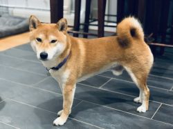 Dragon shop house shiba