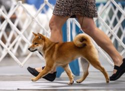 picture of dog