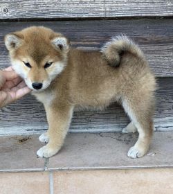 picture of dog
