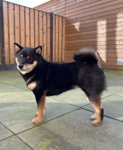 picture of dog