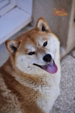 Luidruchtig voorzetsel Kers Shiba Inu Pedigree