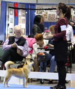 Roki shop yama shibas