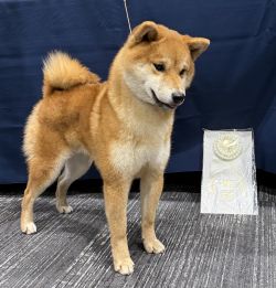 Magicbear’s Tawny Hill Hullabaloo