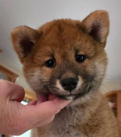 Magicbear’s Mayhem Like Me