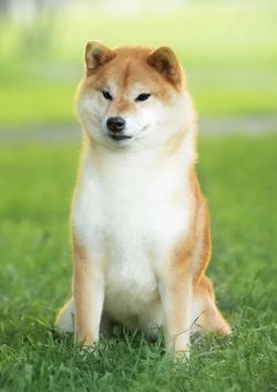 Toyokhara Shiba Proud Viktory