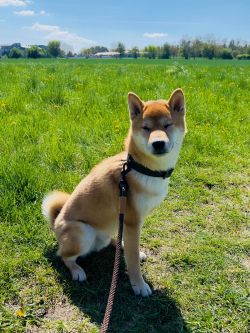 Kage z Volenského dvora