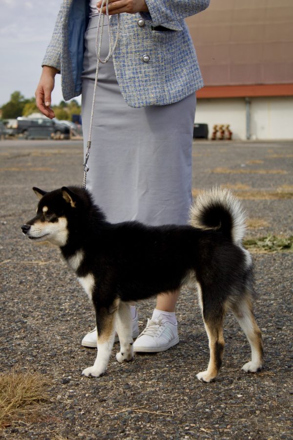 Unmei no Satoru Go Inari Kitsuken