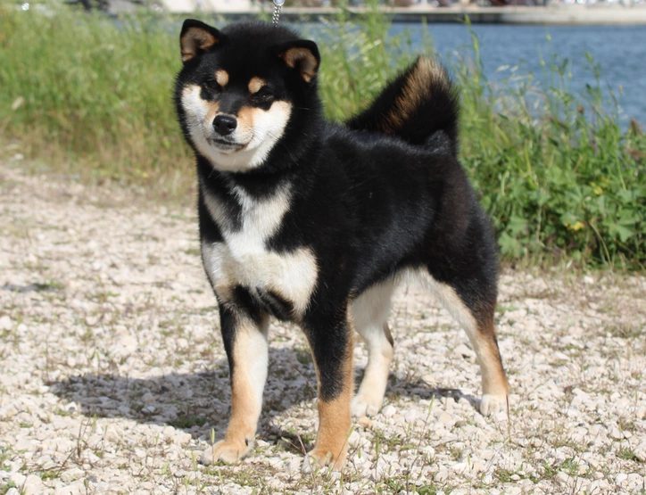Allaikha's Vick